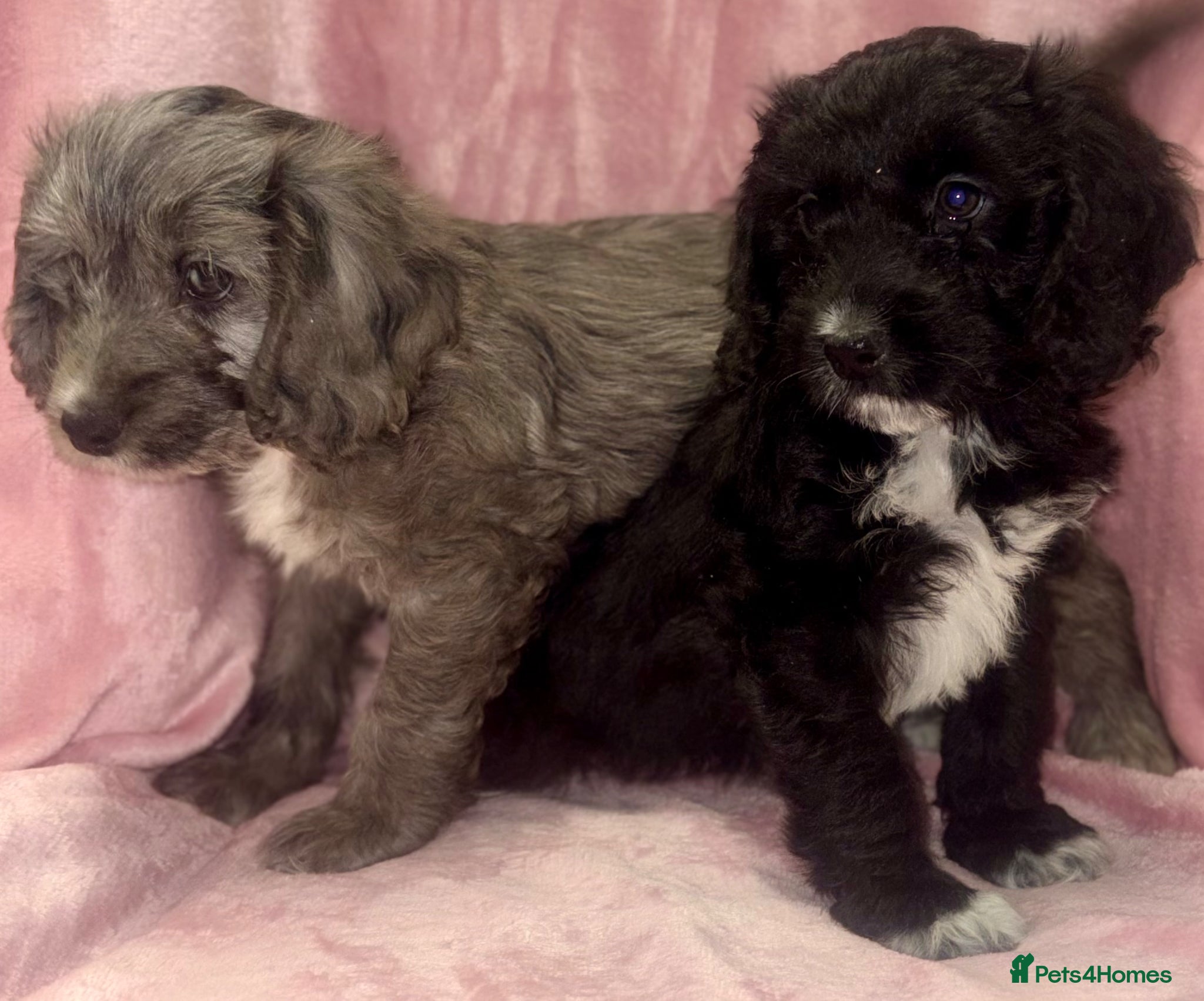 Cockapoo dogs Beautiful cockapoo F1 puppies  - Advert 4