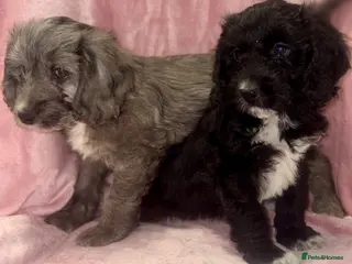 Cockapoo dogs Beautiful cockapoo F1 puppies - Advert 4