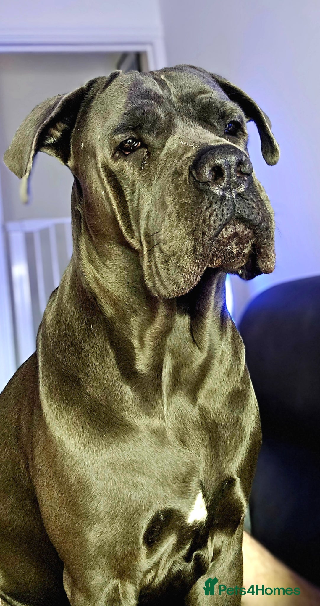Cane Corso dogs 3 years old Cane Corso spayed - Advert 5