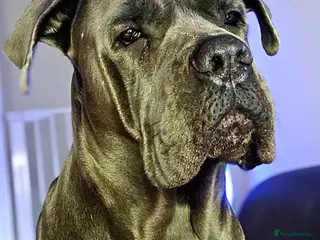 Cane Corso dogs 3 years old Cane Corso spayed - Advert 5