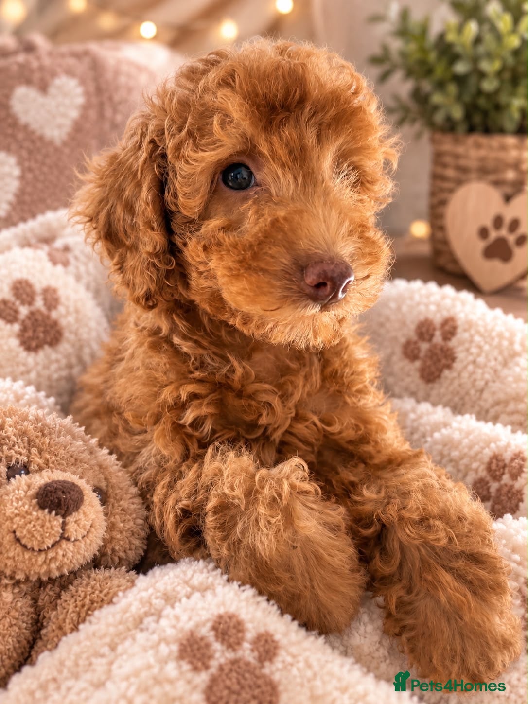 Cavapoo dogs Exceptional health tested Cavapoo puppies - Advert 1
