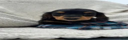 Miniature Dachshund dogs for sale: BEAUTIFUL PRA CLEAR & KC REG MINI DACHSHUNDS - Advert 27