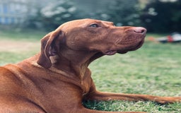 Hungarian Vizsla dogs for sale: KC Hungarian Vizsla Puppies for sale - Image 10