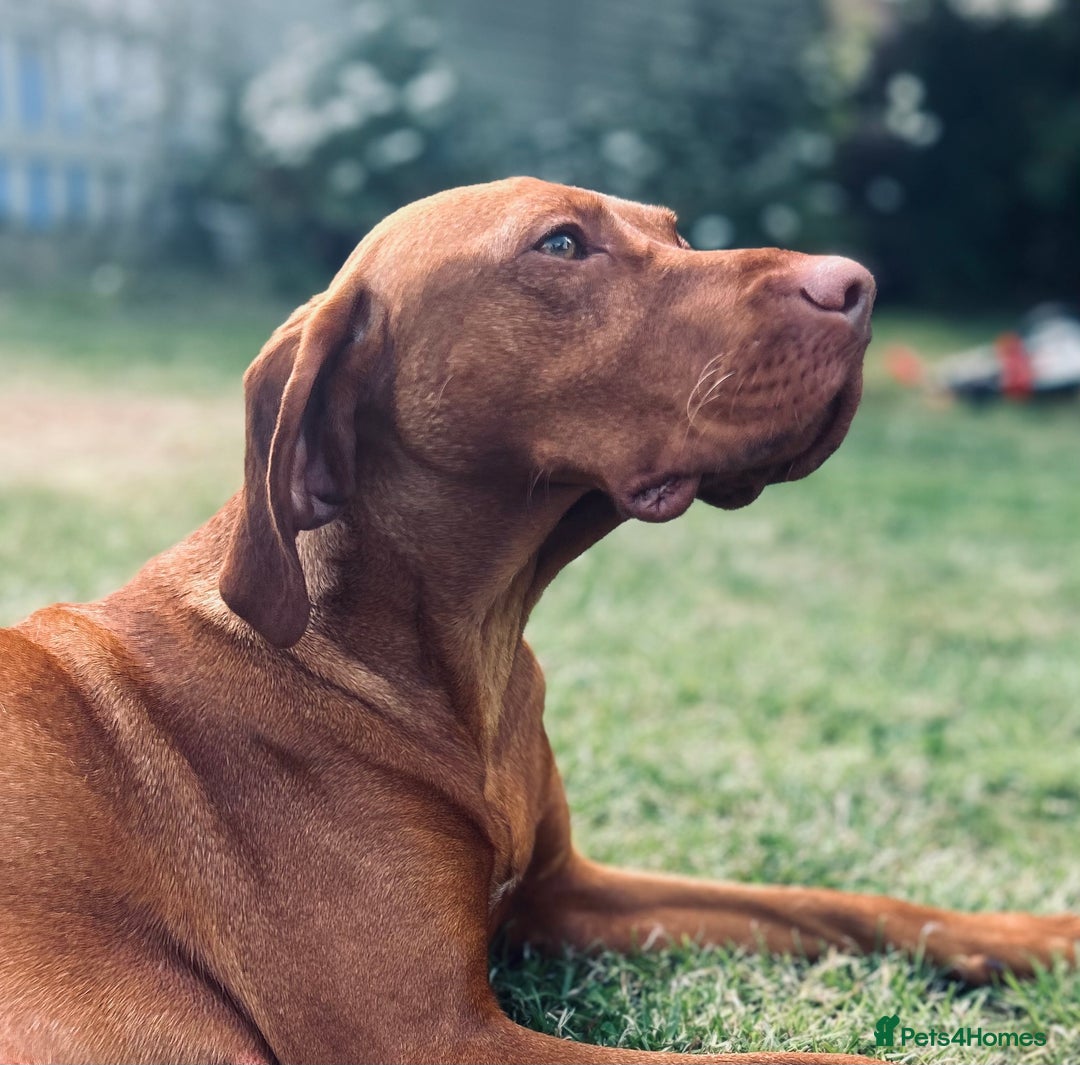Hungarian Vizsla dogs for sale: KC Hungarian Vizsla Puppies for sale - Image 10