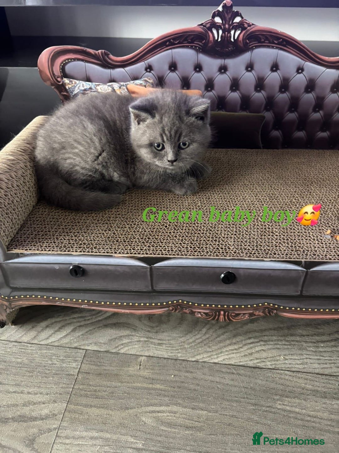 British Shorthair cats for sale: Blue British short hair kittens  in Braintree - Image 17