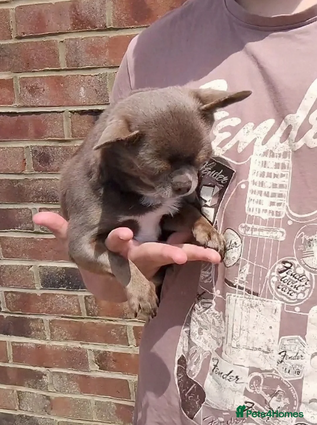 Chihuahua dogs for stud: KC reg-Health tested-PROVEN  - Advert 17