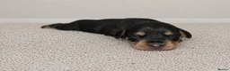 Miniature Dachshund dogs for sale: Wired dachund puppies  - Advert 27