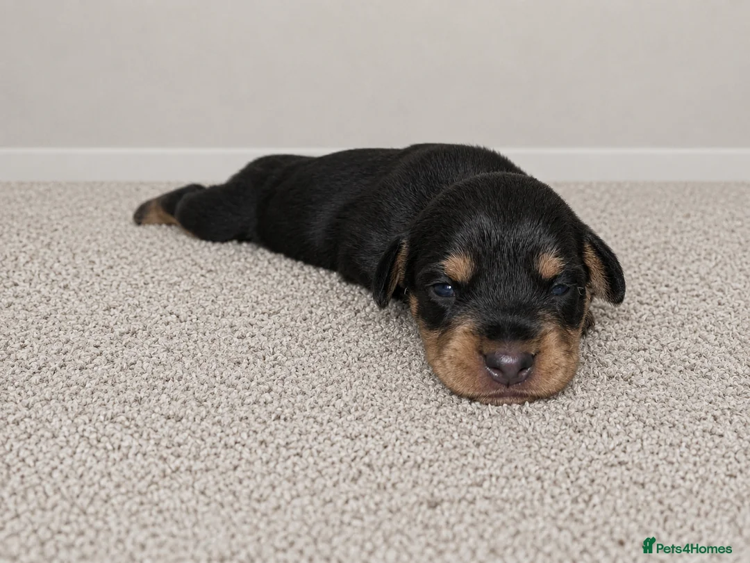 Miniature Dachshund dogs for sale: Wired dachund puppies  - Advert 27