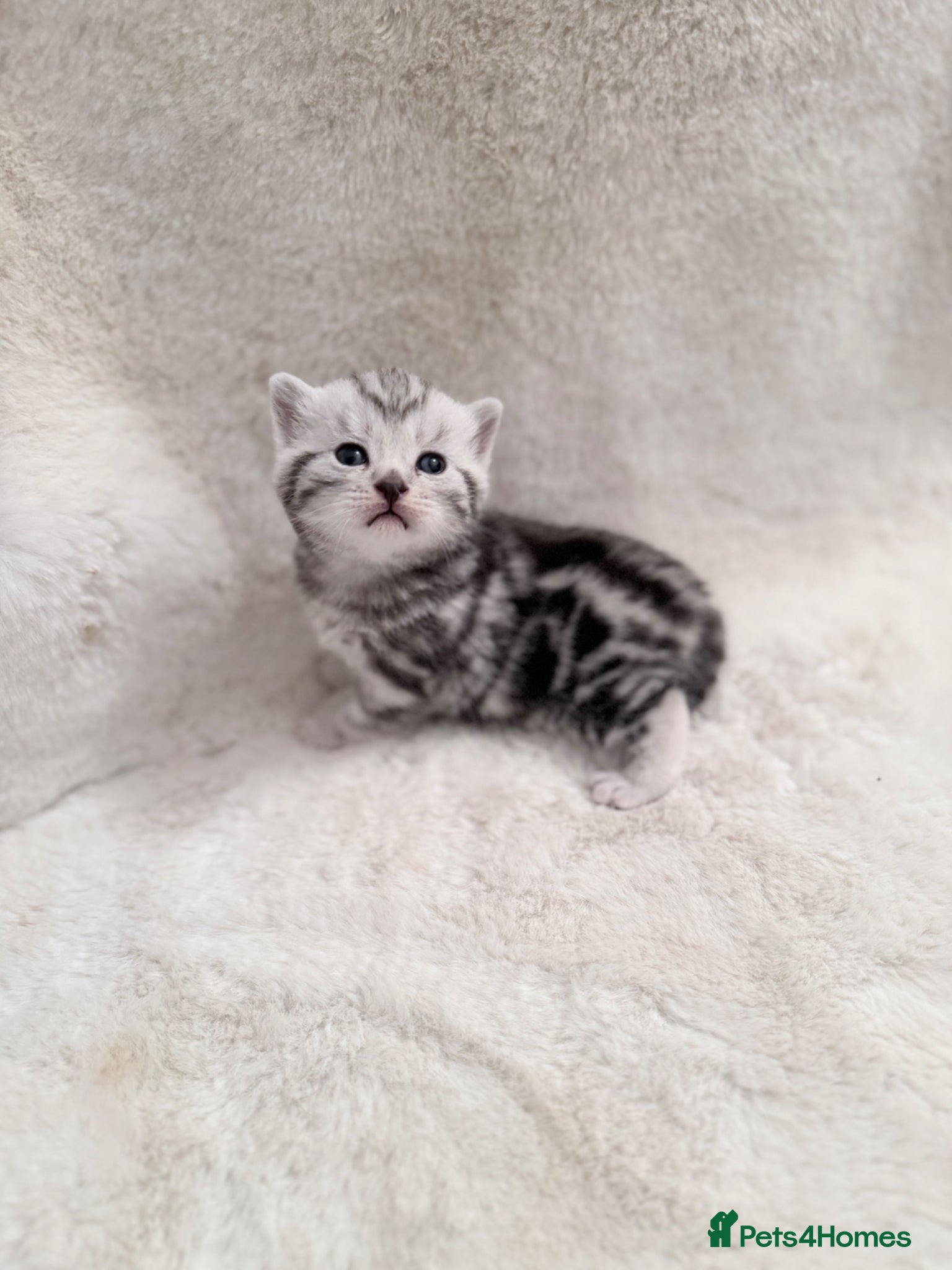 British Shorthair cats British shorthair silver tabby female kittens  - Advert 1