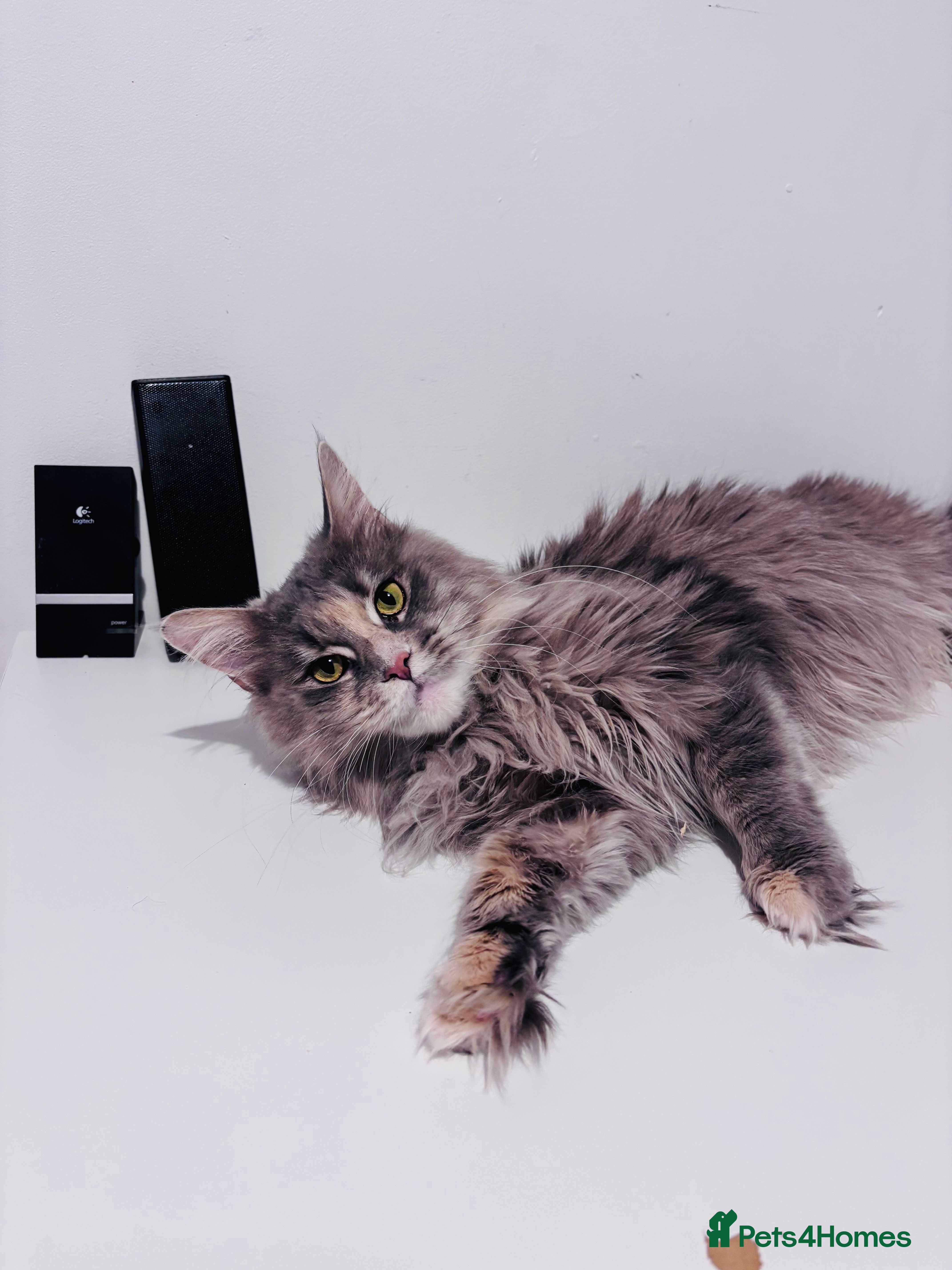 Maine Coon cats Maine Coon Female TICA Registered Pet Home Only - Advert 14