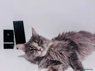 Maine Coon cats Maine Coon Female TICA Registered Pet Home Only - Advert 14