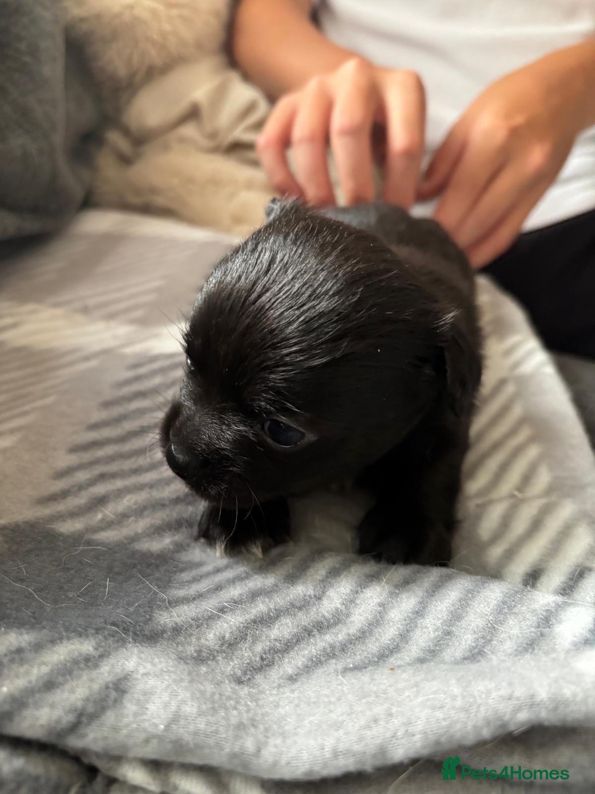 Chihuahua dogs Beautiful long haired black chihuahua puppies - Advert 2