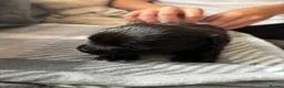 Chihuahua dogs for sale: Beautiful long haired black chihuahua puppies in Oxted - Advert 3
