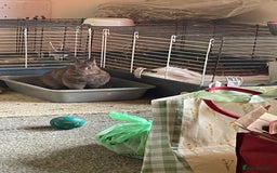 Netherland Dwarf rabbits for sale: Netherlands dwarf female  - Image 1