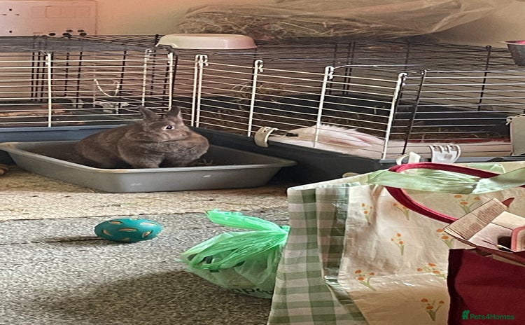 Netherland Dwarf rabbits - Advert 16