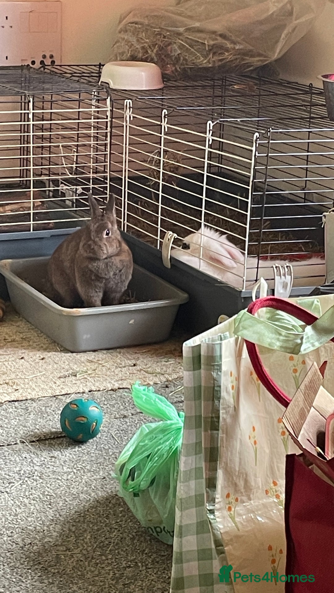 Netherland Dwarf rabbits for sale: Netherlands dwarf female  - Image 1
