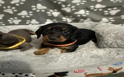 Miniature Dachshund dogs for sale: Miniature dachshunds  - Advert 14