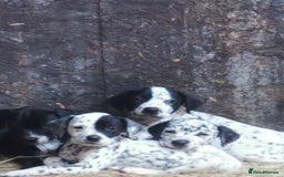 Mixed Breed dogs for sale: Dalmador - Image 5