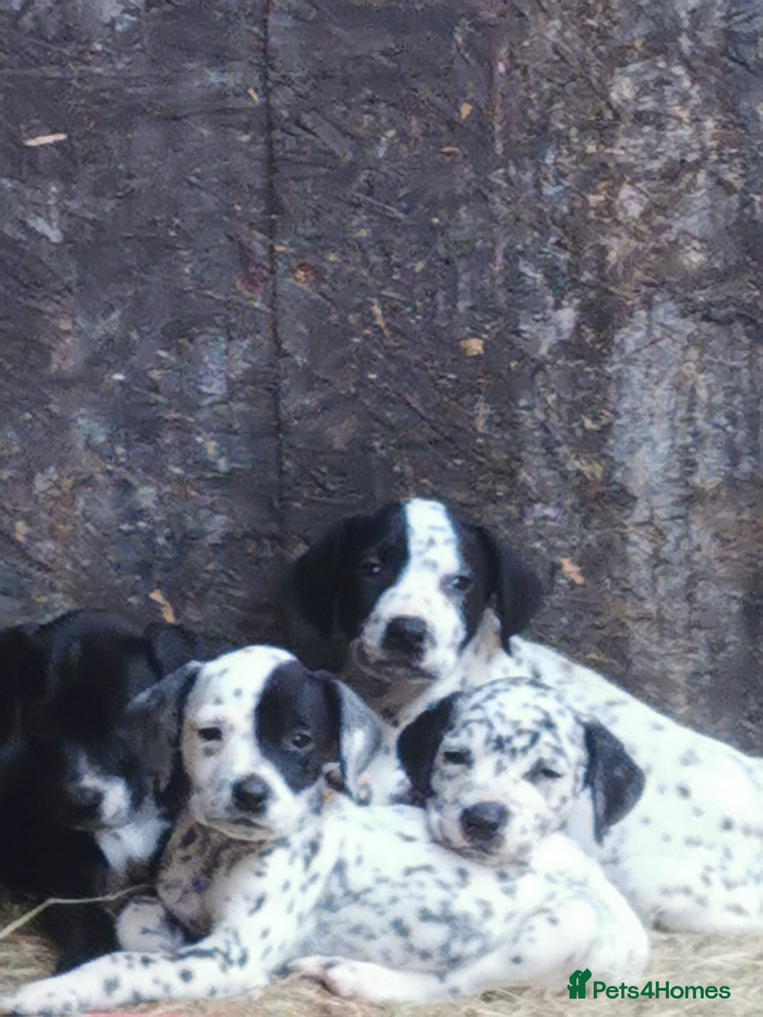 Mixed Breed dogs for sale: Dalmador - Image 5