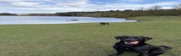 Labrador Retriever dogs for stud: Harry  in Darlington - Advert 6