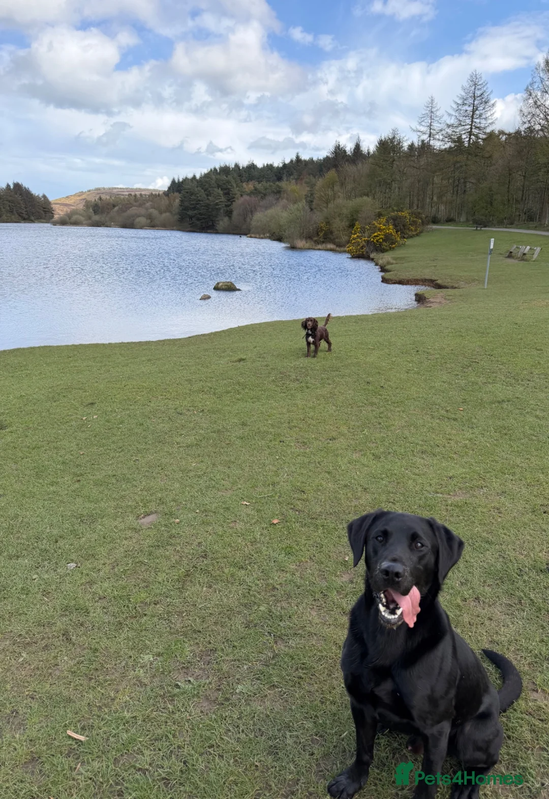 Labrador Retriever dogs for stud: Harry  in Darlington - Advert 6