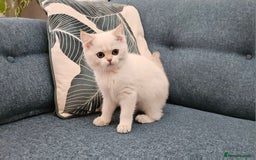 Scottish Fold cats for sale: Excellent Scottish straight kittens  - Image 32