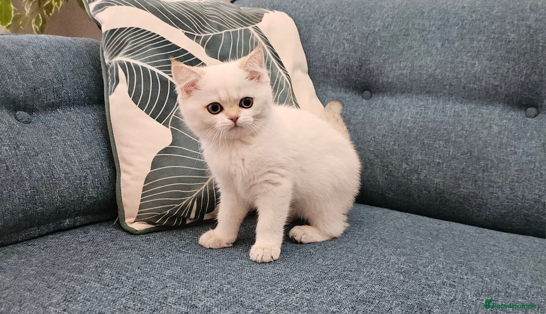 Scottish Fold cats for sale: Excellent Scottish straight kittens  - Image 32