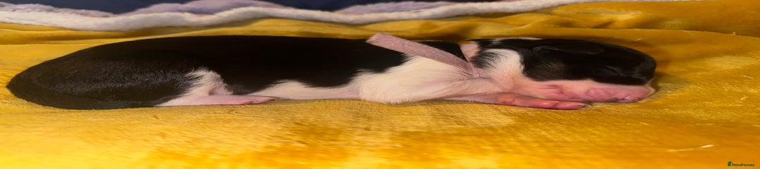 Border Collie Puppy 5 pink