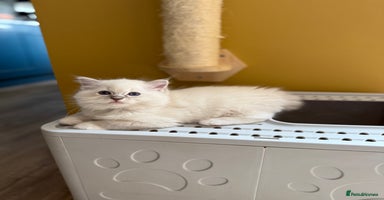 Ragdoll cats - Advert 13