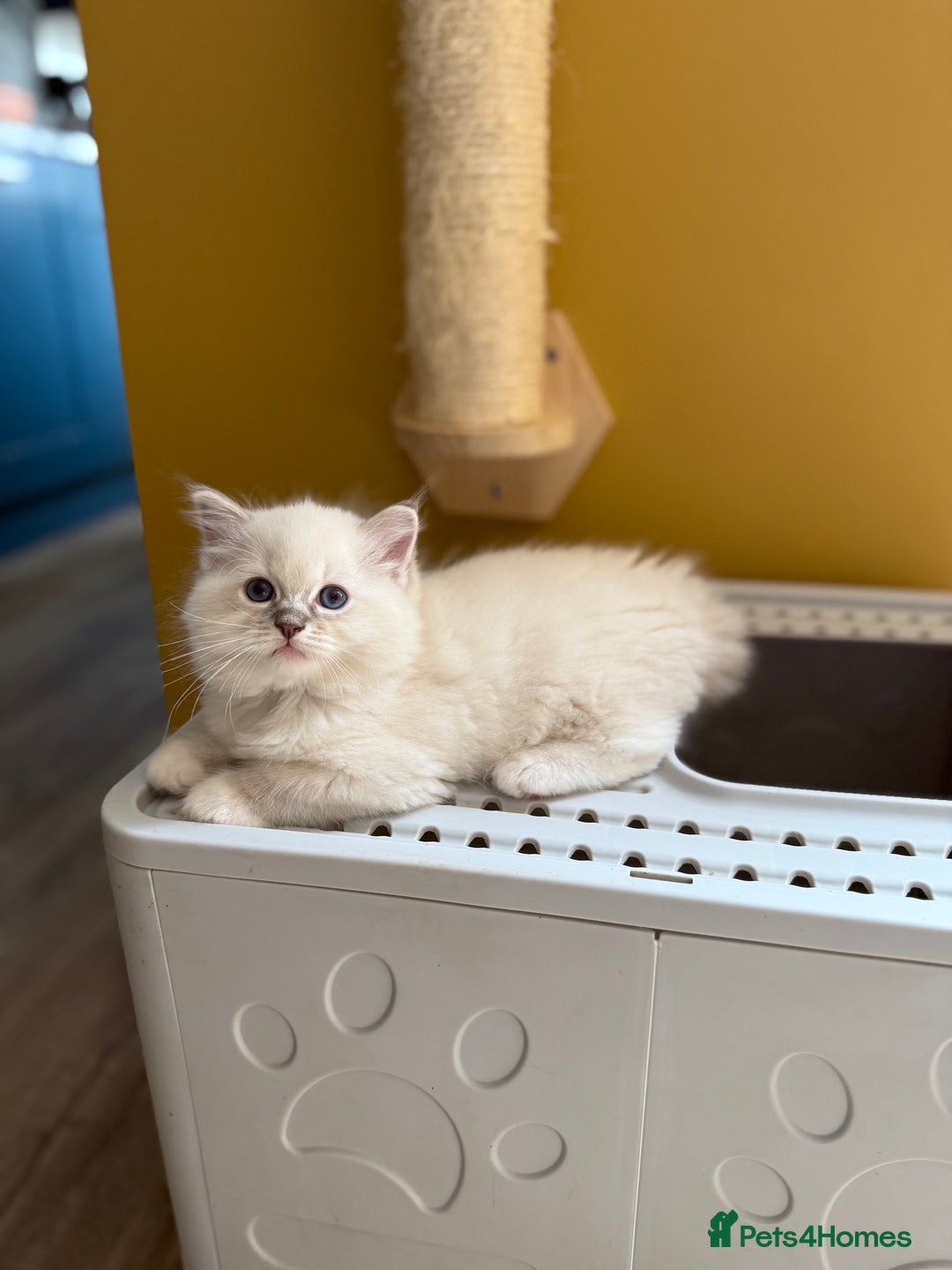 Ragdoll cats for sale: European ragdolls  - Image 3