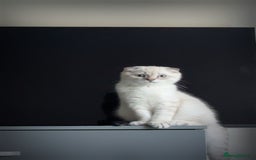 Scottish Fold cats for sale: Scottish fold mix British short hair male kitten  - Image 10
