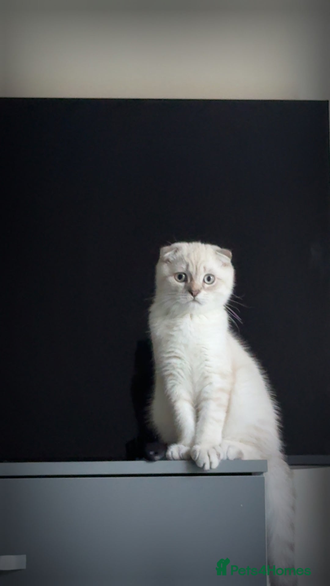 Scottish Fold cats for sale: Scottish fold mix British short hair male kitten  - Image 10