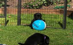 Labrador Retriever dogs for sale: Equal parts adventure and sofa buddies (Labradors) - Image 12