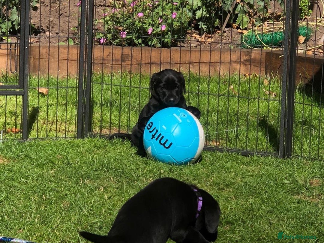 Labrador Retriever dogs for sale: Equal parts adventure and sofa buddies (Labradors) - Image 12