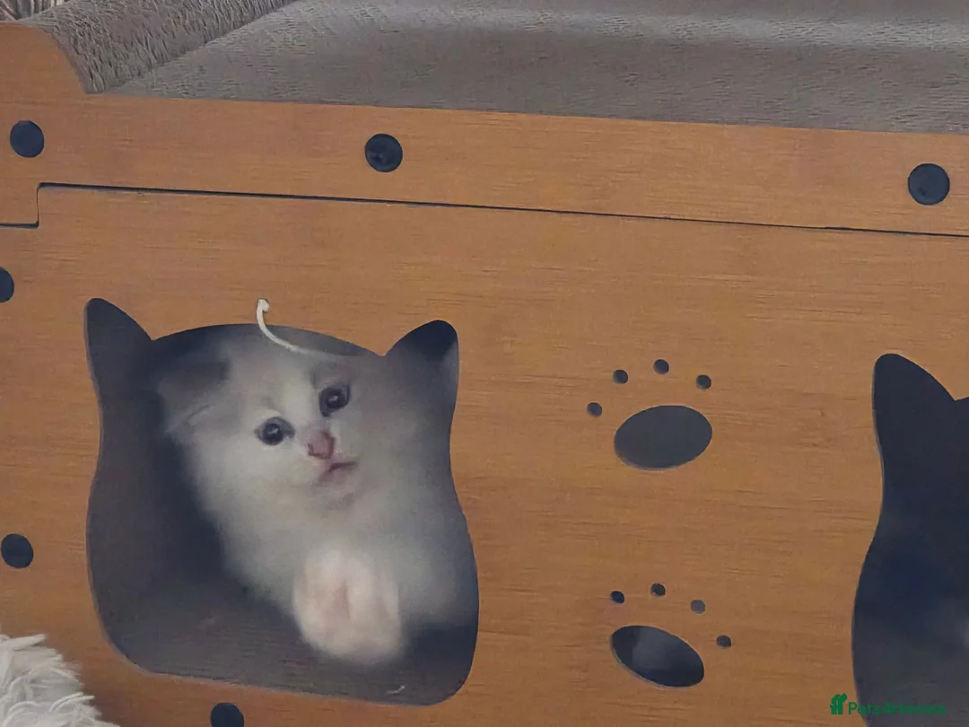 Ragdoll cats for sale: 2 ragdoll babies  in Hartlepool - Advert 2