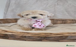 Poochon dogs for sale: Poochon puppies ready now  - Image 2