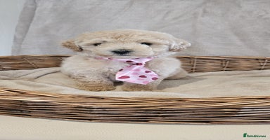 Poochon dogs - Advert 14