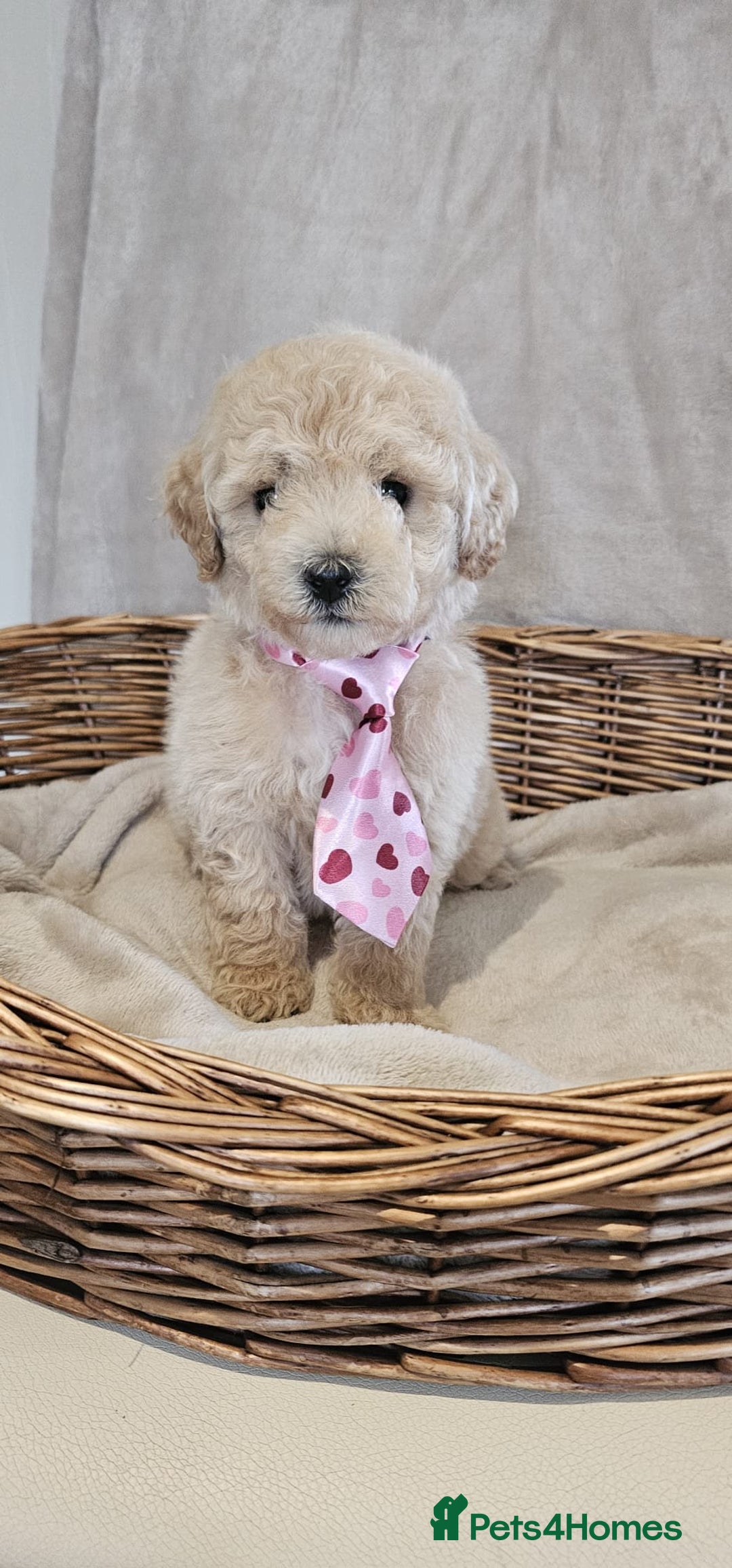 Poochon dogs for sale: Poochon puppies ready now  - Image 2
