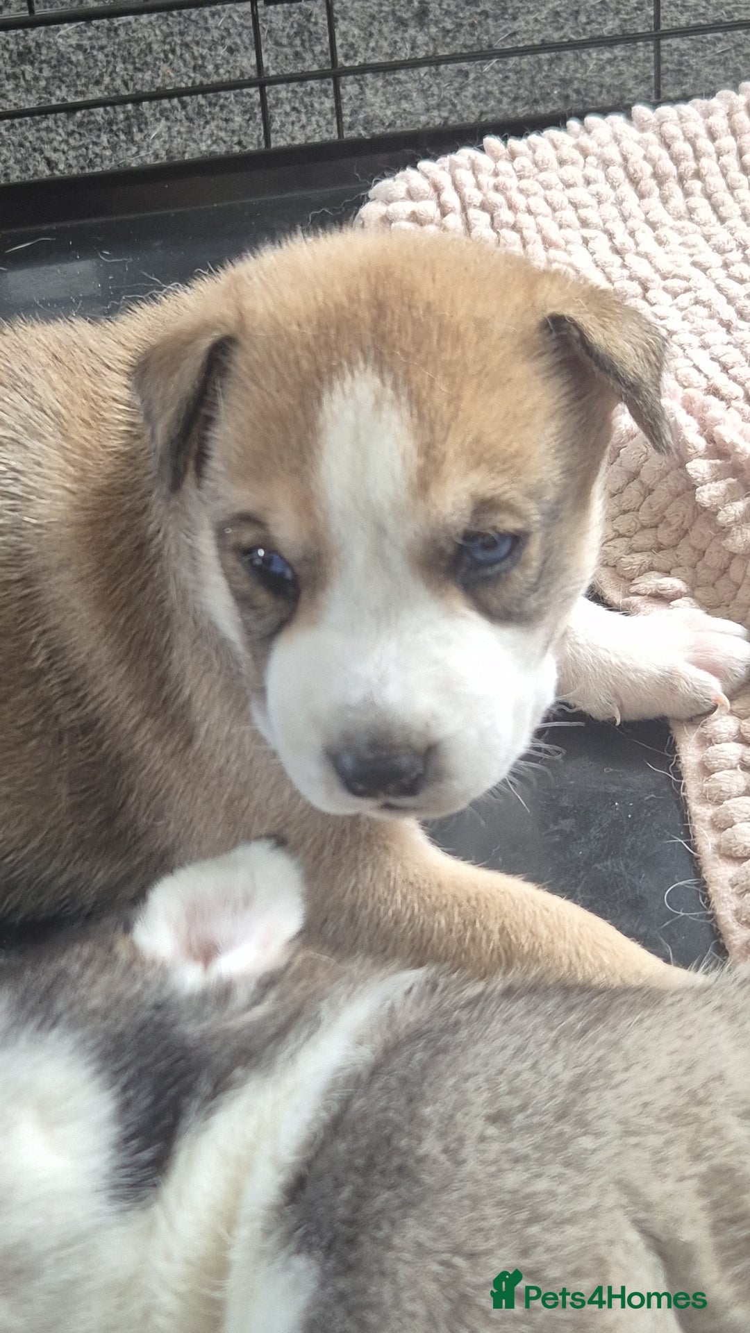 Mixed Breed dogs for sale: Husky/staffy - Image 1
