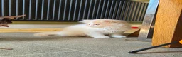 British Longhair cats for sale: Stunning boy - Advert 6