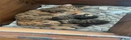 Mixed Breed cats for sale: Tabby kittens for sale in pair, sister and brother in Haverhill - Advert 9