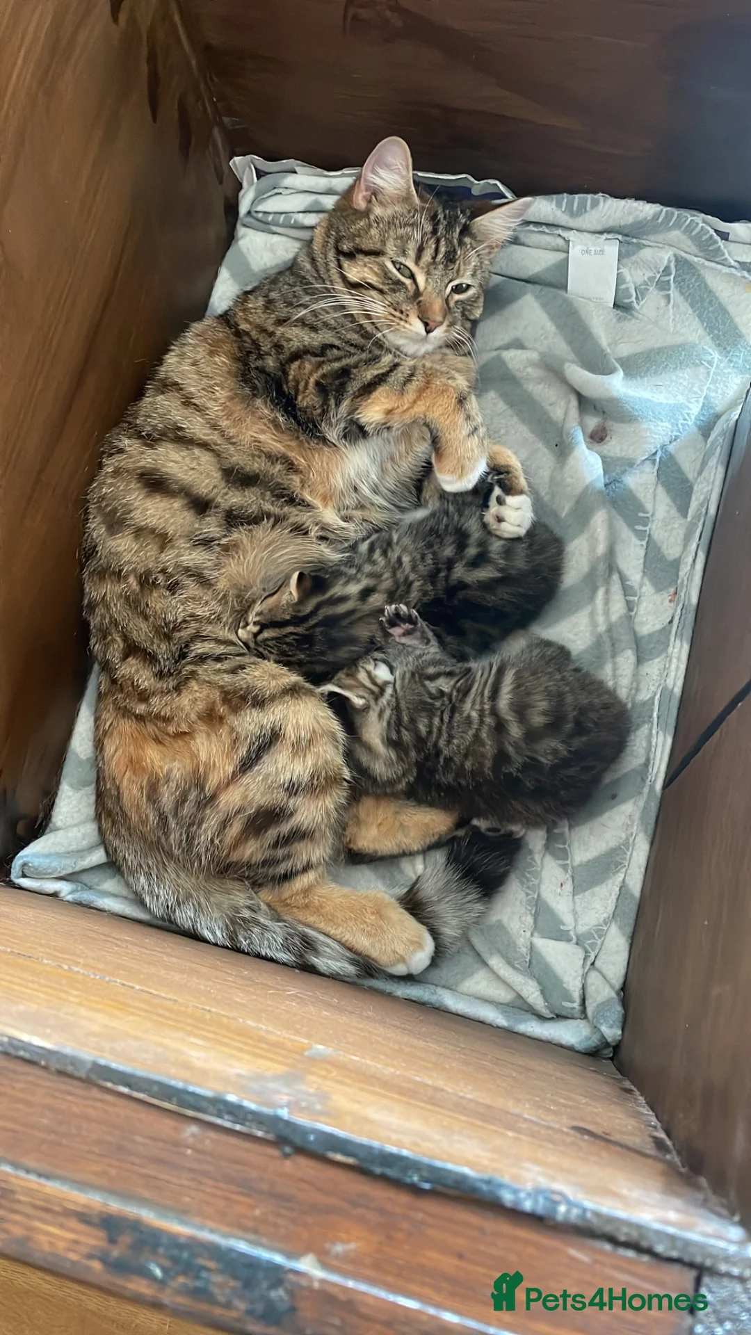 Mixed Breed cats for sale: Tabby kittens for sale in pair, sister and brother in Haverhill - Advert 9
