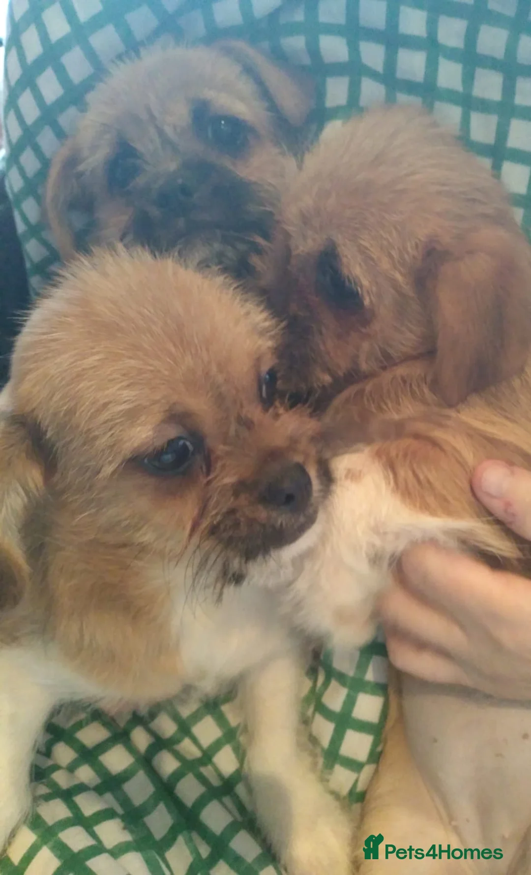 Mixed Breed dogs for sale: 3 beautiful pups  - Advert 4