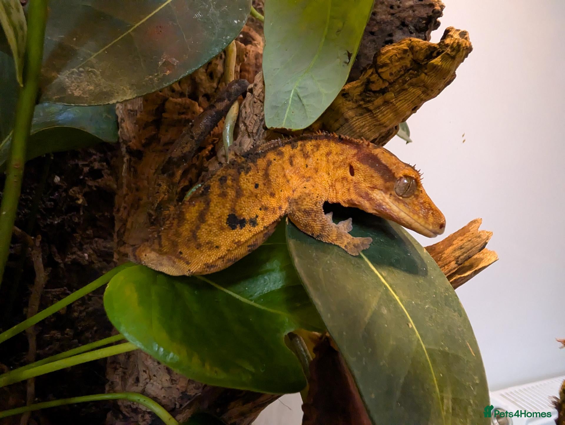 Gecko reptiles Baby crested geckos  - Advert 20