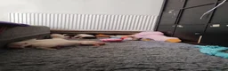 American Bulldog dogs for sale: American bulldog puppies - Advert 15
