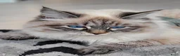 Siberian cats for sale: 💎Championship Line - Last Available Kitten💎 - Advert 25