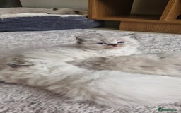 Ragdoll cats for sale: 🐾 Gorgeous Ragdoll Kittens.Ready 22nd December 🐾 - Image 18