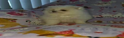 Pomeranian dogs for sale: 3 gorgeous, small white Pomeranians ready now!! - Advert 6