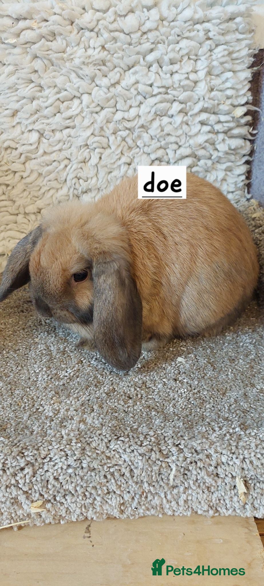 Mini Lop rabbits  12 week old Minilop sooty fawn  Doe  - Advert 21