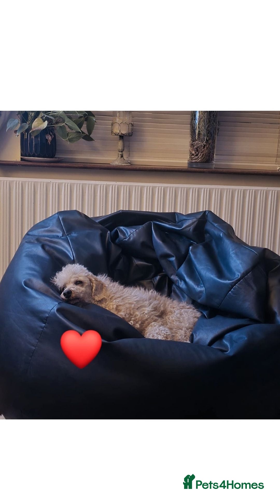 Sproodle dogs for sale: 2nd generation 1/4springer 3/4poodle - Image 11